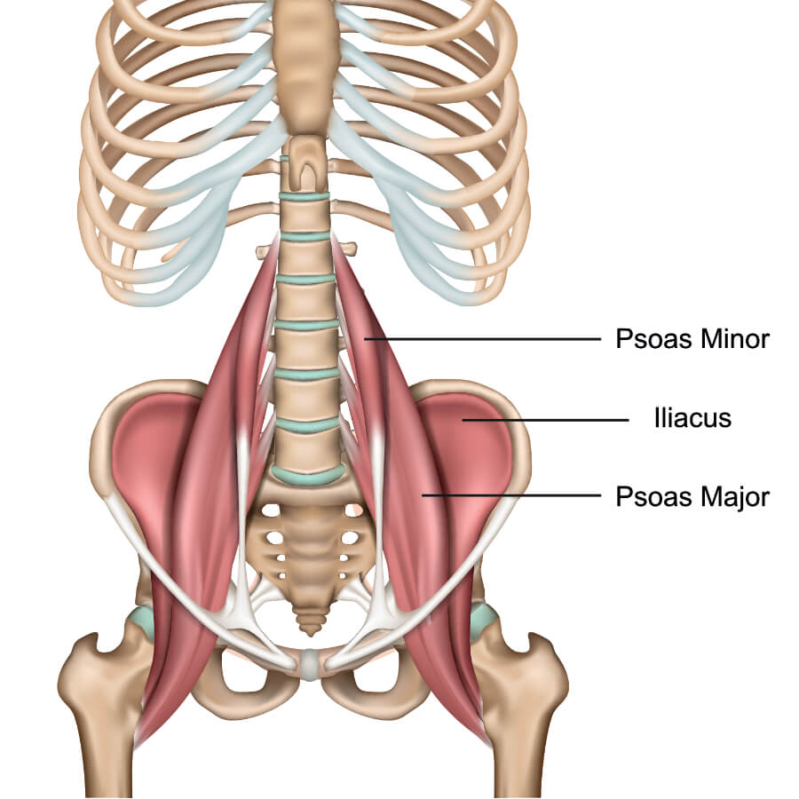 The Hip Flexor Muscle Group Anatomy